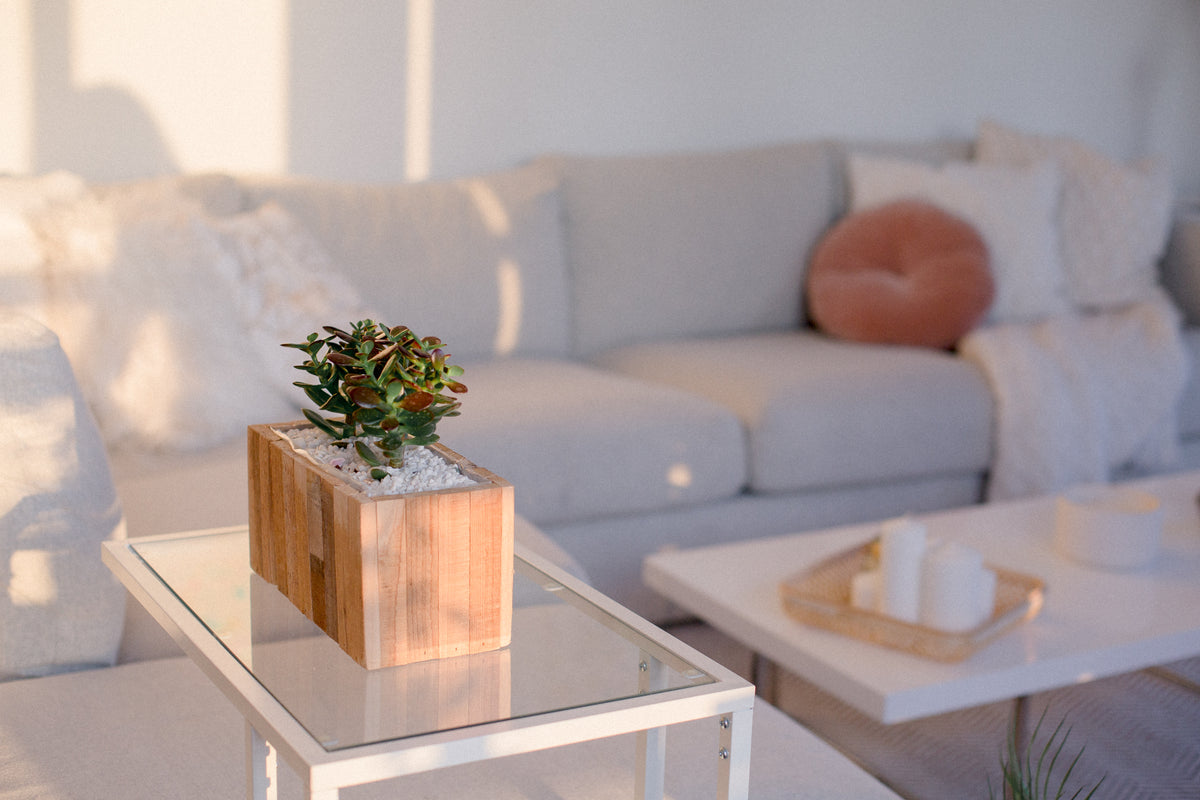 Sunlit living room with a sofa and plant
